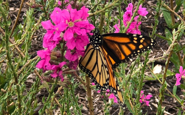 Pollinator Pockets & Programs Energized by OG&E – Scissortail Park